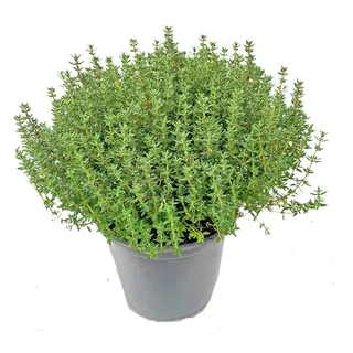 Italienischer XL Thymian (Thymus vulgaris) – Aromatische, kräftige Freilandpflanze im 14 cm Topf | florapartner | Perfekt für Küche & Garten, 1 Stück