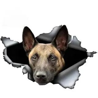 Autoaufkleber kreatives Tier Belgisch Malinois Autoaufkleber zerrissen Schäferhund Haustier Hund wasserdichte Sonnencreme