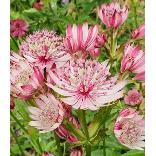 BALDUR Garten Staude Astrantia 'Sparkling Stars Pink', 1 St., Sternendolde, winterhart, lange Blütezeit, bienenfreundlich rosa