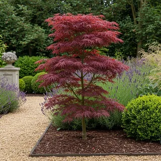 Japanischer Ahorn Acer palmatum 'Trompenburg' – Dunkel Lila – Balkon – & Gartenpflanze – Ø19cm – Ca. 70cm hoch