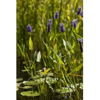 Herzblattpflanze im 0,5, Topf - Pontederia cordata