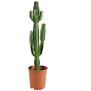 Bloomique - Euphorbia Acrurensis - Cowboy Kaktus - Sukkulenten - Zimmerpflanzen - Sehr Pflegeleicht - Höhe 80-100 cm - Topf 24 cm
