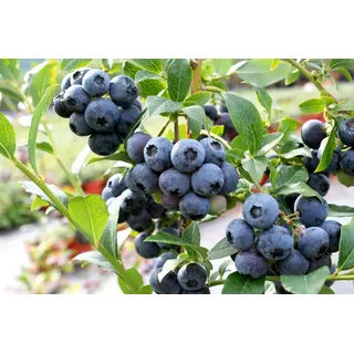 naturtalent by toom Naturtalent by toom® Bio Heidelbeere 'Bluecorp', Busch 19 cm Topf