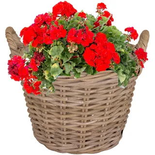 Pflanzkorb aus Weide - Blumenkorb - Ø 35 cm - H 25 cm (helle Folie-SP)
