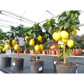 grünwaren beste Sorte: Meyer Meyerii Zitrone echter Zitronenbaum 70 - 80 cm Citrus Limon Zitruspflanze