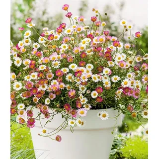BALDUR Garten 3x Spanisches Gänseblümchen, Pflanzen im 9x9 cm-Topf, Erigeron Staude, winterharte Staude, mehrjährig, blühend, Erigeron karvinskianus, Korbblütler, Blütenteppich