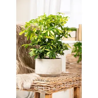 Strahlenaralie Schefflera arboricola Charlotte H ca. 50 cm 21 cm Topf