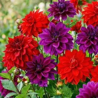 Dahlien Knollen - 5 Zwiebeln - Kaktus Dahlie Lila & Rot Blumenzwiebeln