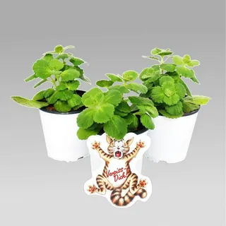 Coleus canin - Verpiss-Dich - Pflanze - 4 Pflanzen