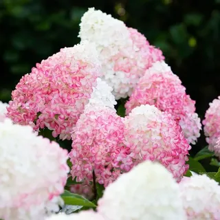 Rispenhortensie Living Pink & Rose®