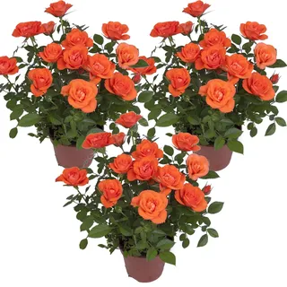 Bloomique - 3er-Set - Topfrosen Orange - Für drinnen und draußen geeignet - Zimmerpflanzen - Gartenpflanzen - Terrassenpflanzen - Winterhart - Höhe 20-30 cm - Topf 12 cm