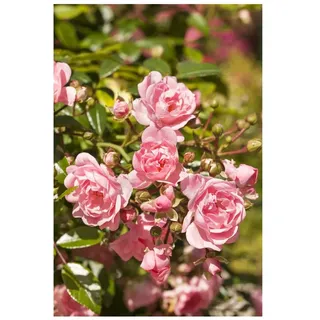 Rosa 'The Fairy', Bodendeckerrose, zartrosa, 3-5 Liter Container