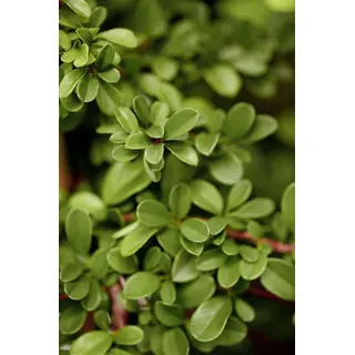 Pflanzen Für Dich Cotoneaster Radicans Eichholz Kriechmispel Immergrün Ca. 9x9 cm Topf