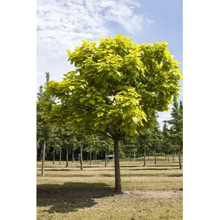 Pflanzen Für Dich Catalpa Bignonioides Trompetenbaum 150–200 cm