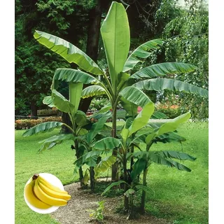 BALDUR Garten 1x Winterharte Banane 'grün', Pflanze im 12 cm-Topf, Faserbanane Bananenbaum Musa basjoo Bananenpflanze, mehrjährige winterharte Staude, Bananen-Früchte essbar