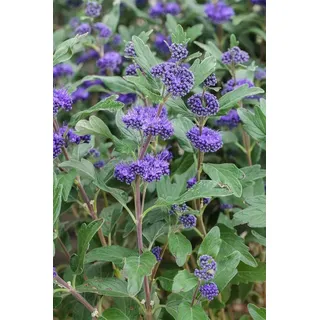 Pflanzen Für Dich Caryopteris Clandonensis 'grand Bleu' -r- P 9 15-20