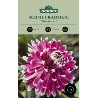 Dehner Blumenzwiebel Schmuck-Dahlie 'Vancouver', 1 Stk., Lila