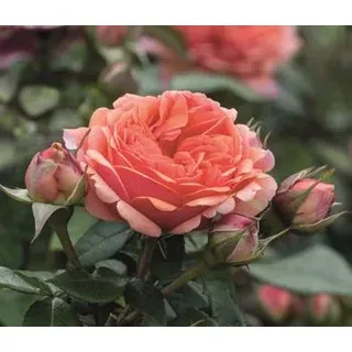 Edelrose 'Chippendale®', Apricot, Rosa, Orange