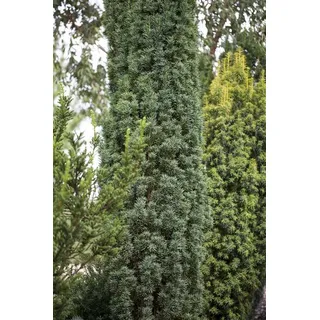 Pflanzen Für Dich Taxus baccata 'Fastigiata Robusta' 30-40 cm