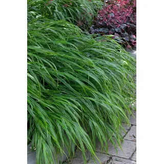 Pflanzen Für Dich Ziergras Hakonechloa macra 'Albostriata'