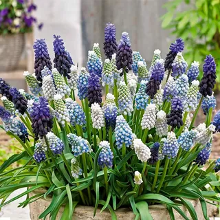 Bloomique - 50er-mix - Muscari-mix - Traubenhyazinthe - blaue Trauben - weiß, blau - Blumenzwiebeln - Frühlingsblüte - mehrjährige Pflanzen - wird 10-15 cm groß