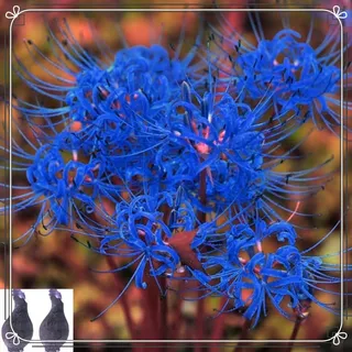 VJIDOSO Lycoris,winterhart mehrjährig,Wunderschön,Garteneinsätze im Freien,Spinnenlilie Deko,Umwelt verschönern,spinnenlilien.-4stück-H