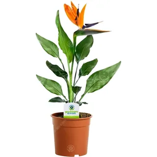 Strelitzia - 1 Pflanze - Haus/Büro Leben Innenbereich-Topfpflanze Baum In 12cm Topf