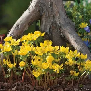 Winterlinge Eranthis cilicica gelbe Winterblüher zur | Verwilderung geeignet 5-10 cm hoch 30 Stück