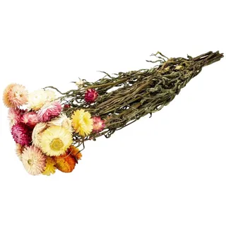 Trockenblume Helichrysum-Mix im Bund, Länge ca. 50cm getrocknete Strohblumen, NaDeco