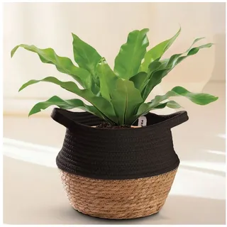Praknu Aufbewahrungskorb Blumentopf aus nachhaltigem Seegras und Baumwolle - Klein - Für – Für (1 St), Dekokorb für Zimmerpflanzen - Blumentopf aus Seegras und Baumwolle schwarz