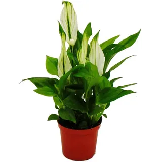 Exotenherz - Mini-Spathiphyllum - Mini-Einblatt - 7cm Topf - Zimmerpflanze