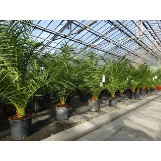 grünwaren Palme 90-120 cm, Phoenix canariensis, kanarische Dattelpalme, kräftige Palmen, keine Jungpflanzen