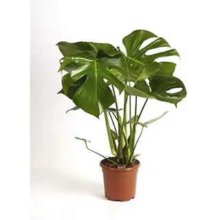 Monstera Deliciosa Pflanze – 60-70 cm Hoch – Dschungel-Pflanze für Zuhause & Büro – Luftreinigende Zimmerpflanze