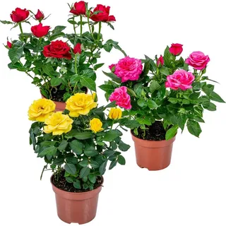 Bloomique - 3er-Mix - Topfrosen - Rot, Gelb, Rosa - Zimmerpflanzen - Terrassenpflanzen - 20-30 cm Hoch - Topf 12 cm