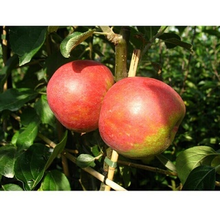 Apfelbaum Roter Boskoop  (Malus domestica Roter Boskoop, Erntezeit: September)