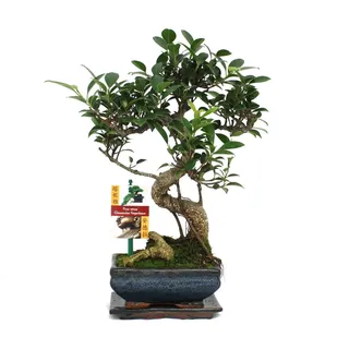 EXOTENHERZ Bonsai Chinesischer Feigenbaum - Ficus retusa - ca. 6 Jahre