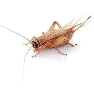 proinsects Heimchen groß | 4 Dosen | 160 STK
