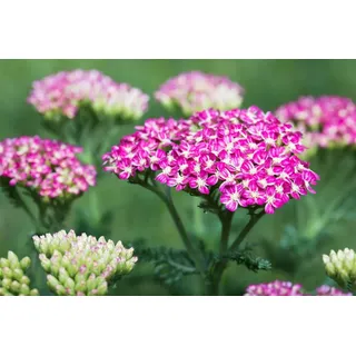 PlantaPro Achillea millefolium 'Cerise Queen' P 0,5 Schafgarbe 'Cerise Queen',winterhart, deutsche Baumschulqualität, im Topf für optimales anwachsen