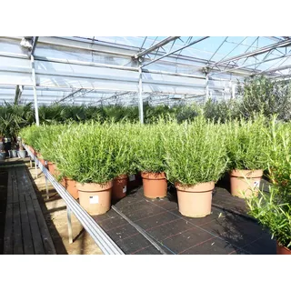 gruenwaren jakubik Rosmarin Officinalis 50 - 60 cm Höhe, XL Busch Ø 25-30 cm, stehend, winterhart Kräuter