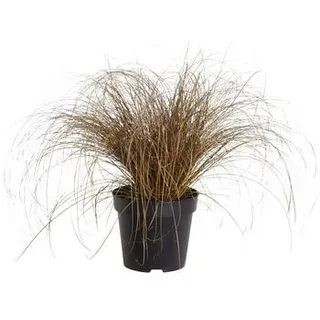 Neuseeland-Segge 'Bronze Form', Kupfer, Braun