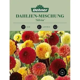 Dehner Blumenzwiebel Dahlien-Mischung 'Silvia', 3 Stk., Gelb, Apricot, Hellrot, Rot