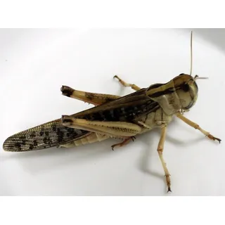 Heuschrecken mittel Portion ca. 12 Stück