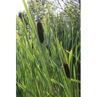 WASSERPFLANZEN WOLFF - Typha latifolia - Breitblättriger Rohrkolben - heimisch - winterhart - QUALITÄTSSTAUDE durchwurzelt im 9x9 cm Topf