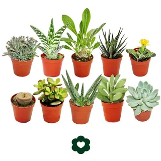 EXOTENHERZ 10 verschiedene Sukkulenten 5,5cm Topf im Set