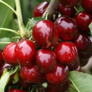 Regina Kirschbaum kleinbleibende Süßkirsche Buschbaum 110-140 cm im 9,5 L Topf Unterlage GiSelA 5