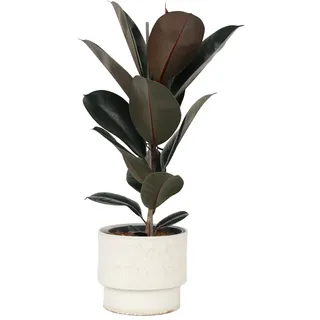 Plant in a Box - Ficus Elastica Abidjan Höhe 75-100cm - Topf 24cm