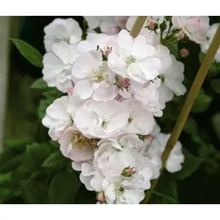 Ramblerrose 'Perennial Blush®', Zartrosa, Weiß