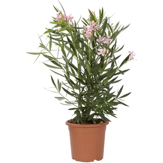 KENTIS - Nerium Oleander Rosa Winterharte Pflanzen für Garten - Blühende Heckenpflanzen für Balkon und Terrasse - H 125/150 Topf Ø 30 cm