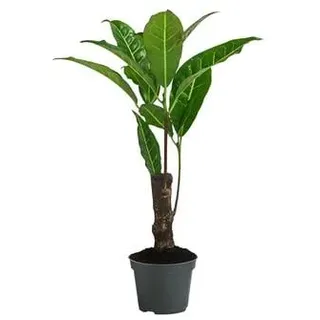 Wunderstrauch - Codiaeum variegatum