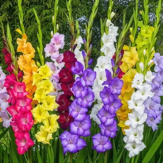 Gladiolen Zwiebeln - 50 Blumenzwiebeln - Kollektion Budget Flower Bulbs